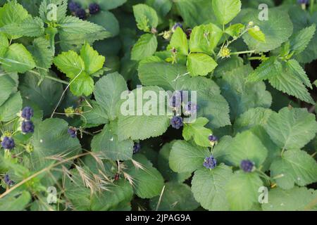 European Dewberry (Rubus caesius). Fruit on shrubs in summer. Stock Photo