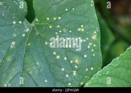 White round spots on the leaves of cucumber in the garden, a fungal disease. Stock Photo