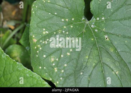 White round spots on the leaves of cucumber in the garden, a fungal disease. Stock Photo