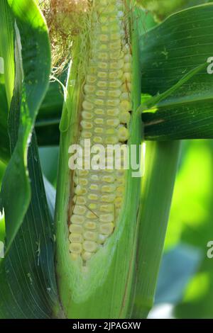 A sliced young corn cob growing on a plant in a crop field. Stock Photo