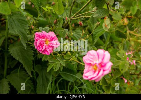 Rosa damascena fields Damask rose, rose of Castile rose hybrid, derived from Rosa gallica and Rosa moschata. Bulgarian rose valley near Kazanlak, Bulg Stock Photo