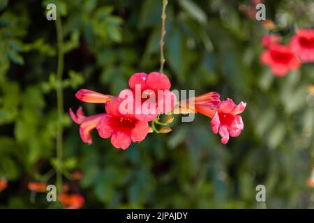 Orange bignonia Grandiflora or Campsis Grandiflora or Chinese trumpet vine flowers. Close up and selective focus. Stock Photo