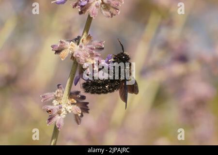 Closeup on a large mediterranean violet carpenter bee, Xylocopa violaceae, drinking nectar from a purple Russian sage, Perovskia yangii Stock Photo