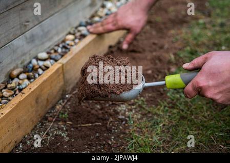 Male gardener holding scoop trowel full of soil, spreading soil on bald grassy patch on garden lawn. Stock Photo