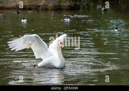 what a nice bounce in the salt lake preparing for the reflection and  reflection Stock Photo - Alamy