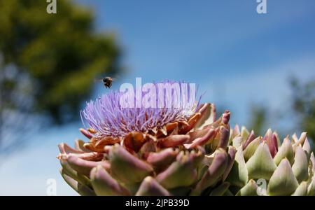 Close up of a honey bee hovering over a flowering globe artichoke, purple flower bud of the Cynara scolymus globe artichoke Stock Photo