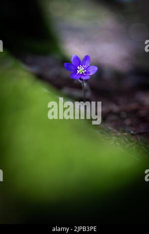 Hepatica nobilis in a forest in Stockholm during spring