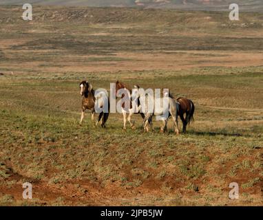 Small Band of Wild Horses Stock Photo