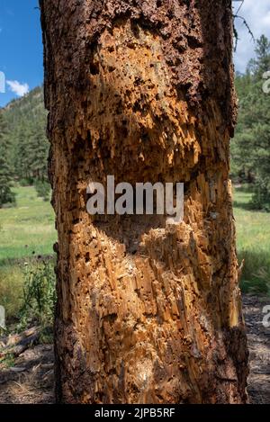 Pine tree, ponderosa pine, Pinus ponderosa, with bullet holes, on U.S. Forest land, used illegally for target practice near Pagosa Springs, CO, USA. Stock Photo