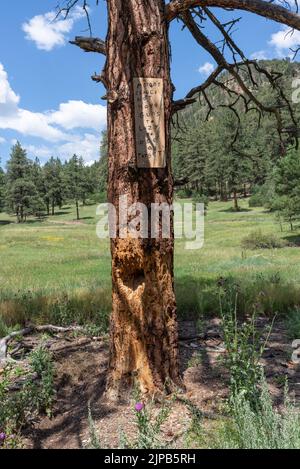 Pine tree,  ponderosa pine (Pinus ponderosa), with bullet holes and splintered wood on U.S. Forest land used illegally for target practice, USA. Stock Photo