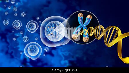 Chromosome and cell nucleus with telomere and DNA concept for a human biology x structure containing DNA genetic information as a medical symbol. Stock Photo