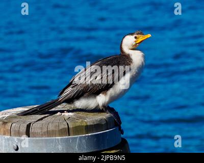 Vigilant attentive Australian Pied Cormorant with sharp eyes and immaculate plumage. Stock Photo