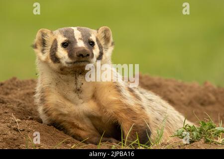 American Badger Lounging Outside Den Stock Photo