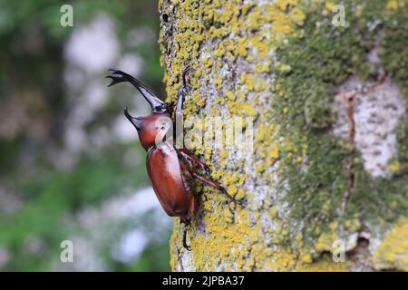 Japanese rhinoceros beetle (Trypoxylus dichotomus) male in Japan Stock Photo