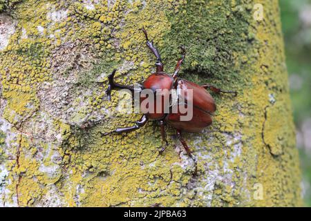 Japanese rhinoceros beetle (Trypoxylus dichotomus) male in Japan Stock Photo