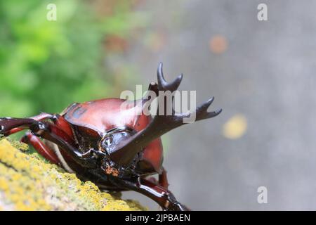 Japanese rhinoceros beetle (Trypoxylus dichotomus) male in Japan Stock Photo