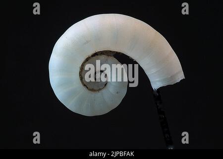 Ram's horn shell (Spirula spirula) Stock Photo