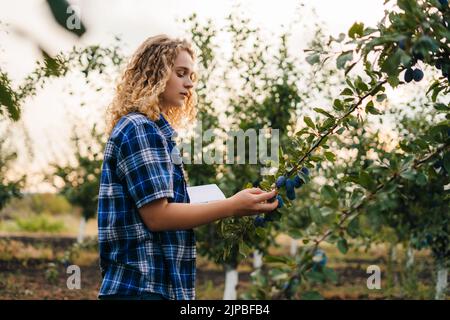 Curly woman farmer examining the quality of the plums on the tree, using digital tablet. Smart farming robotic machine. Modern technology in Stock Photo