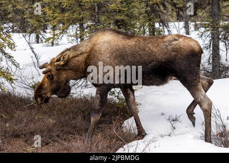 Moose (Alces alces) roam freely in Denali National Park & Preserve in Denali, Alaska Stock Photo
