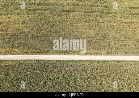 aerial top view of straight rural dirt road among wheat fields on bright sunny day. Stock Photo