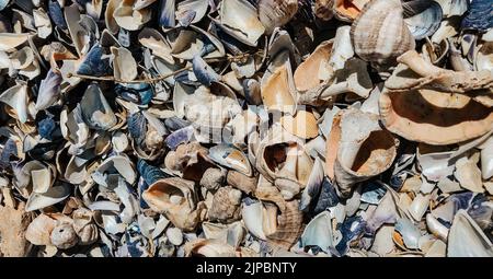 Multicolored seashells from Black Sea Romania. Summer background pattern template mockup view above. wide variety seashells display texture. coast is Stock Photo