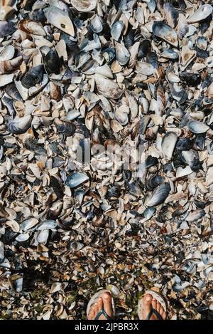 Woman legs Multicolored seashells from Black Sea Romania. Summer background pattern template mockup view above. wide variety seashells display texture Stock Photo