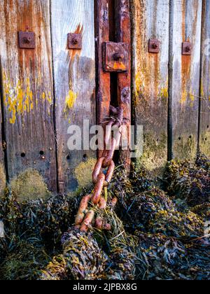 A textured wooden sea groyne with a rusty old chain leading to the seaweed on the beach Stock Photo