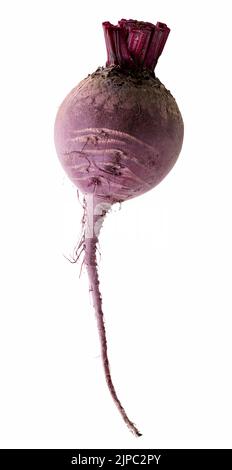 Fresh beetroot isolated on white background. Clipping path Stock Photo