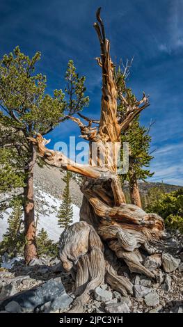 Bristlecone pine, Pinus longaeva, Great Basin National Park, Nevada, USA Stock Photo
