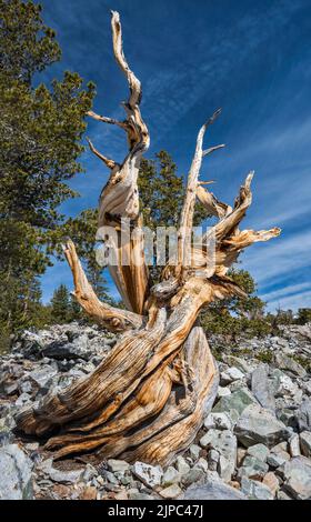 Dead bristlecone pine, Pinus longaeva, Great Basin National Park, Nevada, USA Stock Photo