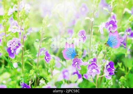 wildflowers, forget-me-nots with butterfly on a sunny day, Stock Photo