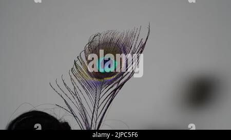 Peacock feather background on shaded white background. Stock Photo