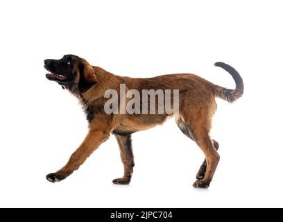 puppy Leonberger in front of white background Stock Photo