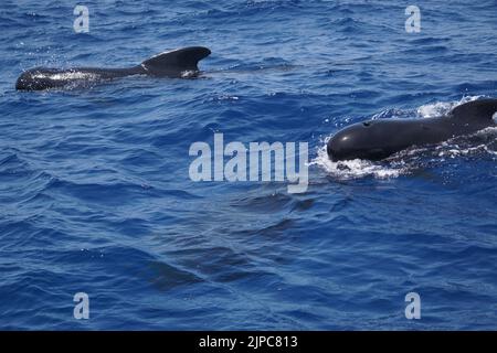 Pilot Whales in the strait of Gibraltar Stock Photo