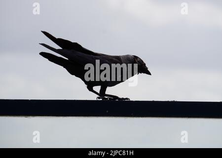 Western jackdaw (Corvus monedula) stands on rod Stock Photo
