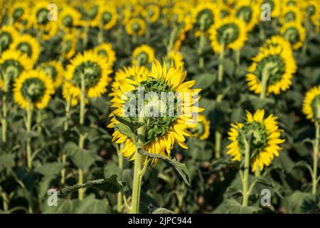 Soft focus rear view of fresh sunflowers with green leaves and vivid yellow petals growing in field on farmland Stock Photo