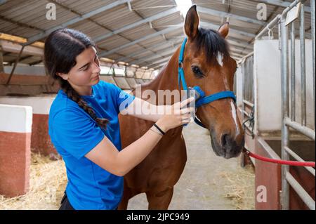 Side view of young ethnic female equestrian with long dark braid in casual clothes brushing graceful bay horse in stable Stock Photo