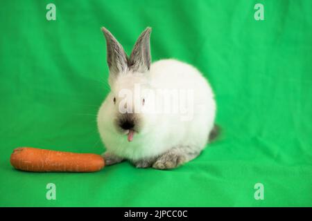 A little white bunny eats a carrot and crawls on a green background Stock Photo