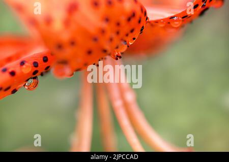 gorgeous orange lily with black dots close up with transparent drops on a green background Stock Photo