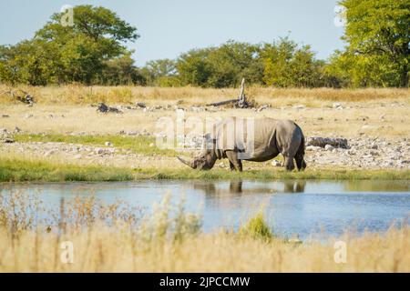 White rhino (Ceratotherium simum) feeding on green grass. Etosha National Park, Namibia, Africa Stock Photo