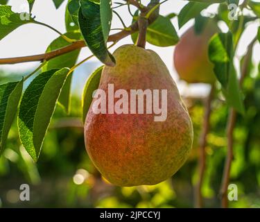 Pear from organic cultivation, ripe red and green ready to be harvested. Abruzzo, Italy, Europe Stock Photo