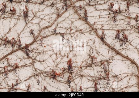 Branches climbing plant with berries on the white plaster wall background. Stock Photo