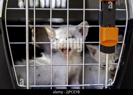 Cat locked cage trap, abandoned animals and hunting Stock Photo