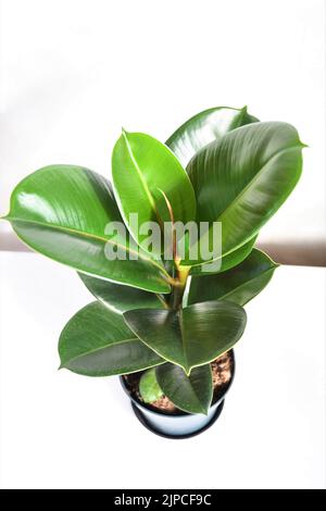 Ficus elastica robusta houseplant, commonly known as a rubber tree. Whole plant, isolated on a white background. Large, round, green, shiny leaves. Stock Photo