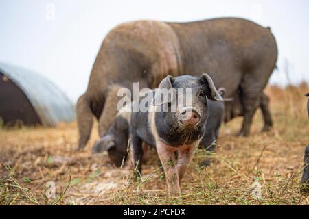 sow and piglets Stock Photo