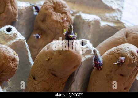 potato chitting seed potatoes - Solanum tuberosum - Pink Fir Apple in cardboard egg box Stock Photo