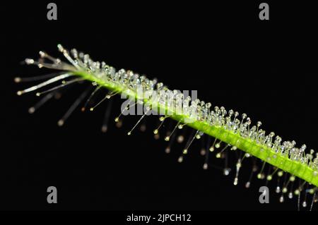 Drosera capensis alba leaf Stock Photo