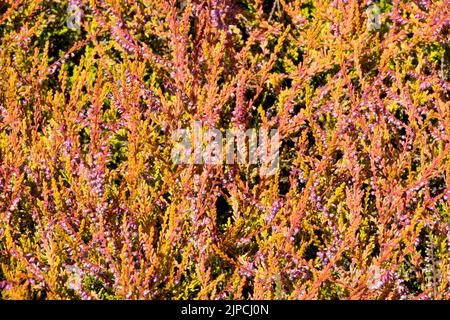 Blooming, Calluna vulgaris 'Wickwar Flame', Calluna heather, Flowering, Calluna 'Wickwar Flame' Stock Photo