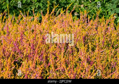 Blooming, Calluna vulgaris 'Wickwar Flame', Calluna heather, Flowering, Calluna 'Wickwar Flame' Orange, Heather Stock Photo