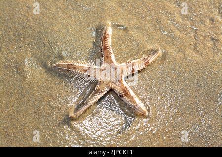 Spiny starfish (Marthasterias glacialis), starfish with a small central disc and five slender, tapering arms with spines Stock Photo